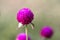 Bright Globe Amaranth flowers. Such a unique, round flower. Many colors in a flower garden. Egypt, Africa.