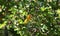 Bright glow of Western Tanager in mulberry tree