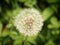 Bright glowing dandelion clock on a green background