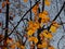 Bright golden beech leafs in the forest - Fagus