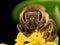 Bright Golden honeybee extracts pollen from yellow flower