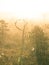 A bright, golden landscape of a marsh after the sunrise. Bright, white light pouring over the scenery.