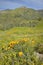 Bright golden poppies and the green spring hills of Figueroa Mountain near Santa Ynez and Los Olivos, CA