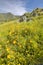 Bright golden poppies and the green spring hills of Figueroa Mountain near Santa Ynez and Los Olivos, CA