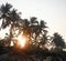 Bright Golden Sunlight coming through Row of Palm Trees - Payyambalam Beach, Kannur, Kerala, India