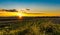 Bright golden sunset in late summer over farmlands in the black dirt region of Pine Island, New York