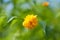 Bright golden yellow Keria Japan globeflower