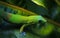 Bright Greed Day Gecko on Tropical Leaf in Hawaii