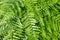 Bright green Adirondack ferns