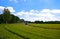 Bright green agriculture farmland with tractor spr