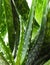 Bright green Aloe Vera plant with white dots