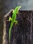 Bright Green Anole at Top of Fence