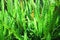 Bright green aquarium algae with lighting