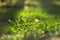 Bright green background round lens flare on grass leaves.