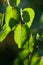 Bright green backlit leaves of apricot tree