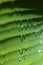 Bright green banana leaf with horizontal stripes of dew in sunlight with shine glare, shadows and reflections in row, closeup.