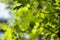 Bright green bigleaf maple Acer macrophyllum leaf background
