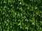 Bright green Boston Ivy waxy leaves with dense foliage with white shine