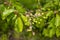 Bright green branch with green berries of unripe cherry