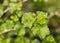 Bright green bush currant blossoms in spring after rain