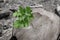 Bright green bush grass stained base stump tree contrast copy space