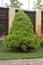 Bright green Canadian spruce