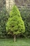 Bright green Canadian spruce
