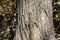 A bright green Carolina Anole lizard on a tree in a