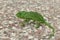 Bright green Chameleon on the ground