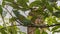 A bright green chameleon lurked among the foliage on a tree.