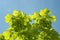 Bright green chestnut leaves against the blue sky, shining in the sun.