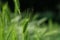 Bright green color of rye meadow moving on the wind, macro close-up, selective focus. Young wheat, a field of decorative