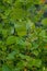 Bright green common hazel leaves on delicate branches beautifully backlit in a woodland