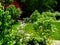 Bright green court yard with lush colorful trees