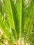 Bright Green Cycad Leaves