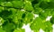 Bright green diseased leaves of Tilia caucasica linden tree with spots on blue sky background. Disease or pests