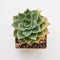 Bright green Echeveria Fun Queen Succulent houseplant top view