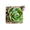 Bright green Echeveria Peach Pride flower rosette plant isolated on white