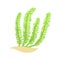 Bright green feather alga. Tropical aquatic plant in flat style. Vector underwater world element