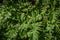 Bright green fern leaves with sharp edges