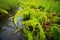 bright green ferns thriving in marshy soil