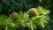 Bright green fluffy branches with cones of larch tree Larix decidua Pendula in summer day. Natural beauty of elegant larch tree