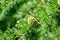 Bright green fluffy branches of larch tree Larix decidua Pendula in summer day