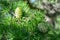 Bright green fluffy branches of larch tree Larix decidua Pendula in summer day