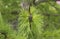 Bright green fluffy branches of larch tree . Natural beauty of elegant larch tree twig. Branch of young larch, green spring