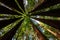 Bright green foliage creates circle pattern of coastal redwood trees .