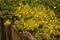 BRIGHT GREEN FOLIAGE ON A PLANT IN A FLOWER POCKET