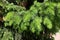 Bright green foliage of spruce