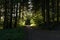 Bright green forest natural walkway in sunny day light. Sunshine forest trees. Sun through vivid green forest. Peaceful forest