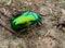 Bright green and golden color rose chafer insect closeup.